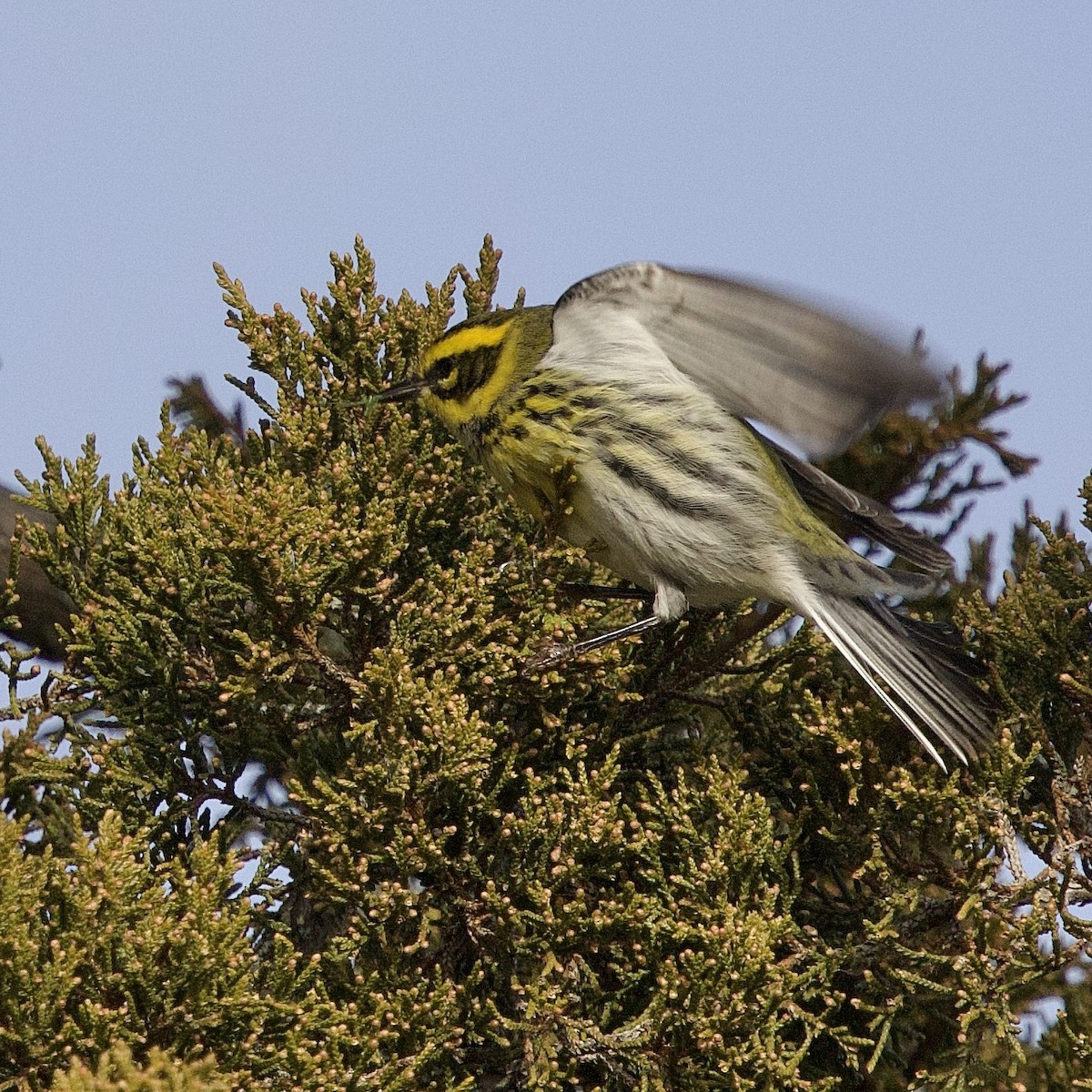 Townsend's Warbler - ML646953013