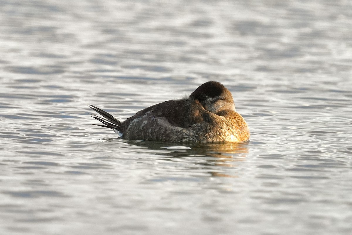Ruddy Duck - ML646953014