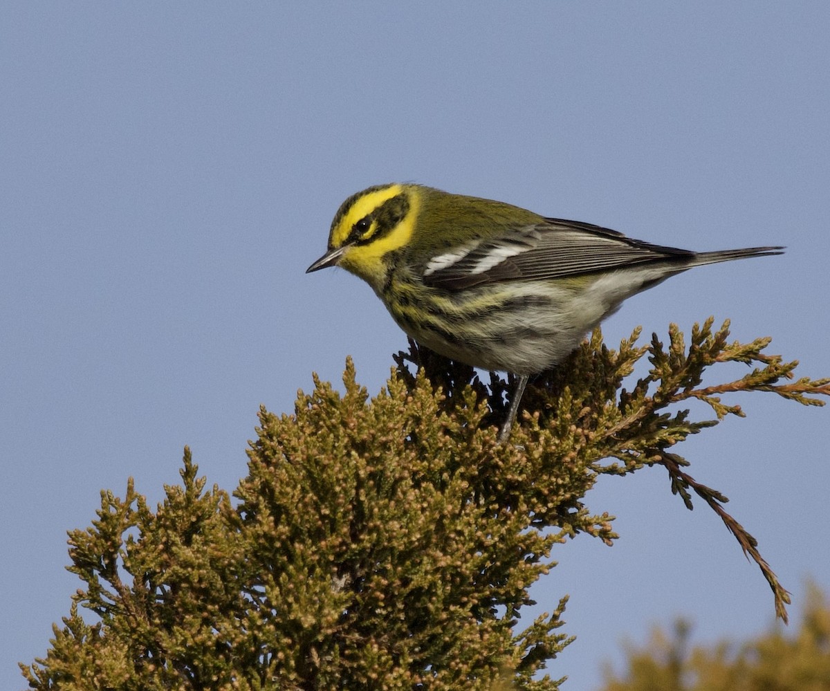 Townsend's Warbler - ML646953017