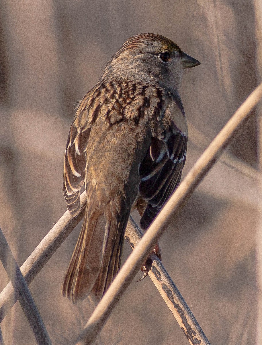 Golden-crowned Sparrow - ML646953018