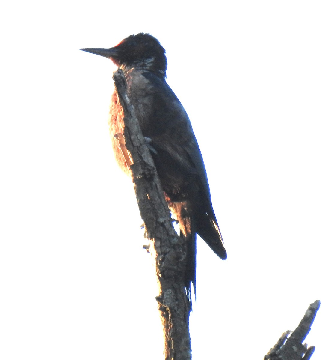 Lewis's Woodpecker - ML646953019