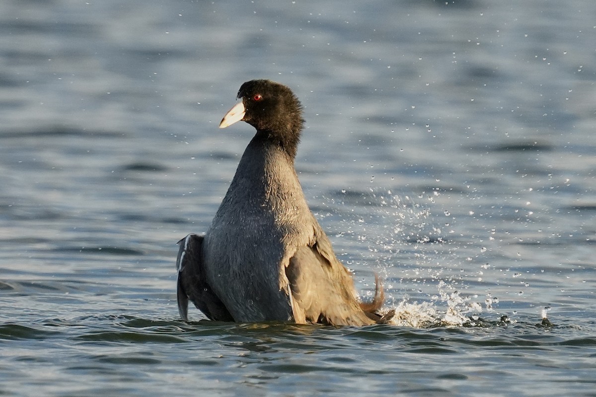 American Coot - ML646953021