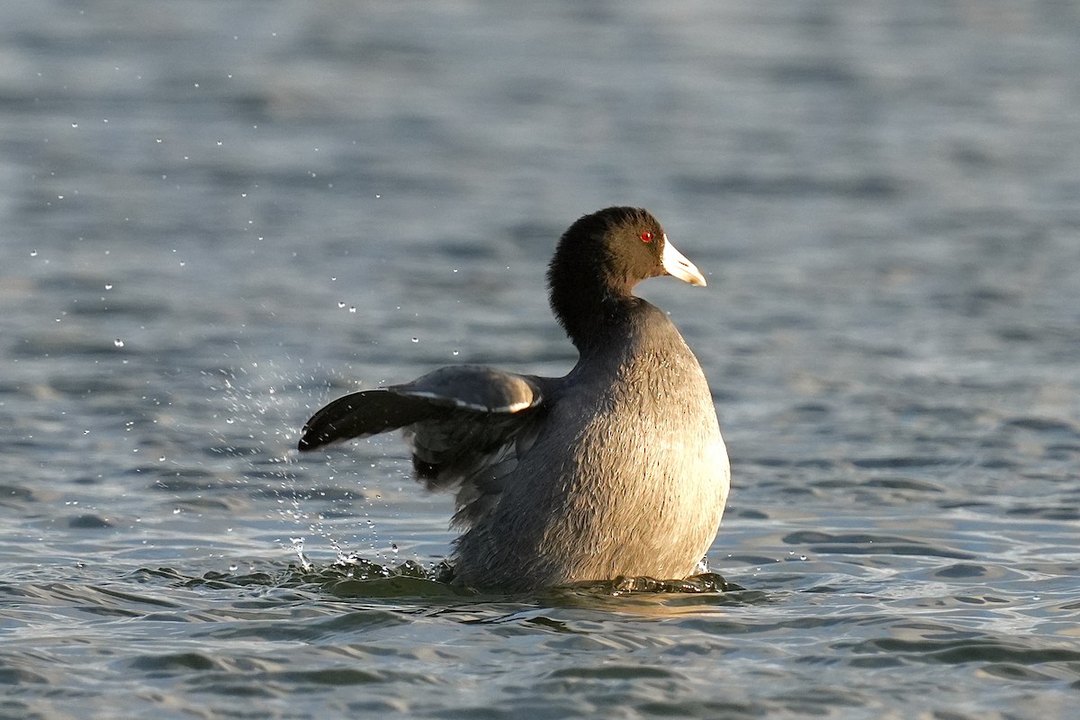 American Coot - ML646953022
