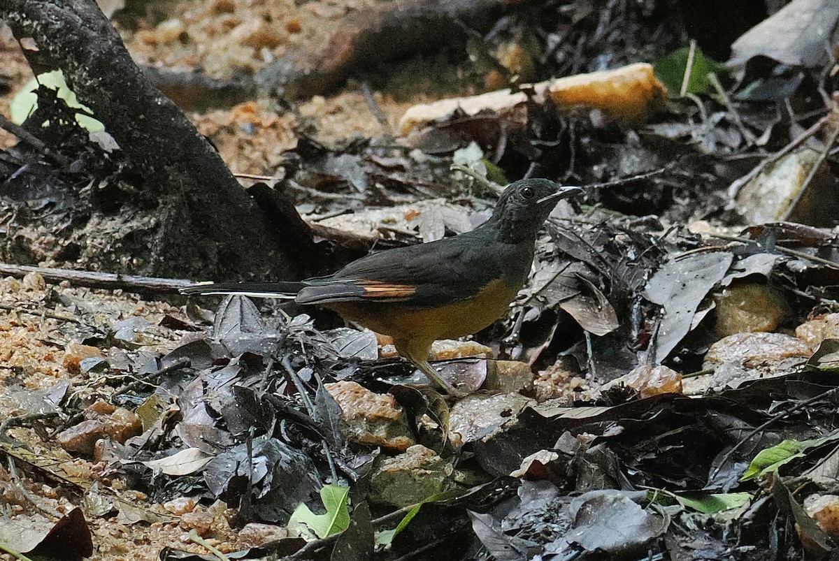 White-tailed Ant-Thrush - ML646953023