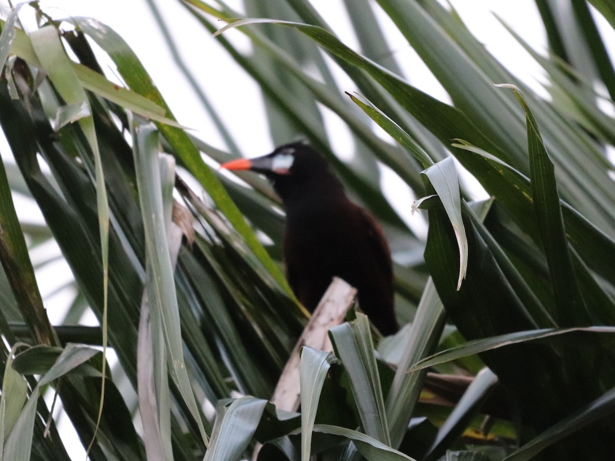 Montezuma Oropendola - ML646953024