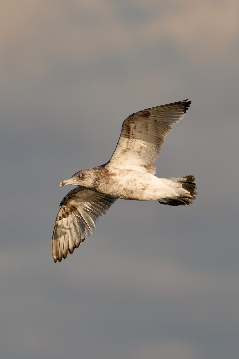 American Herring Gull - ML646953025