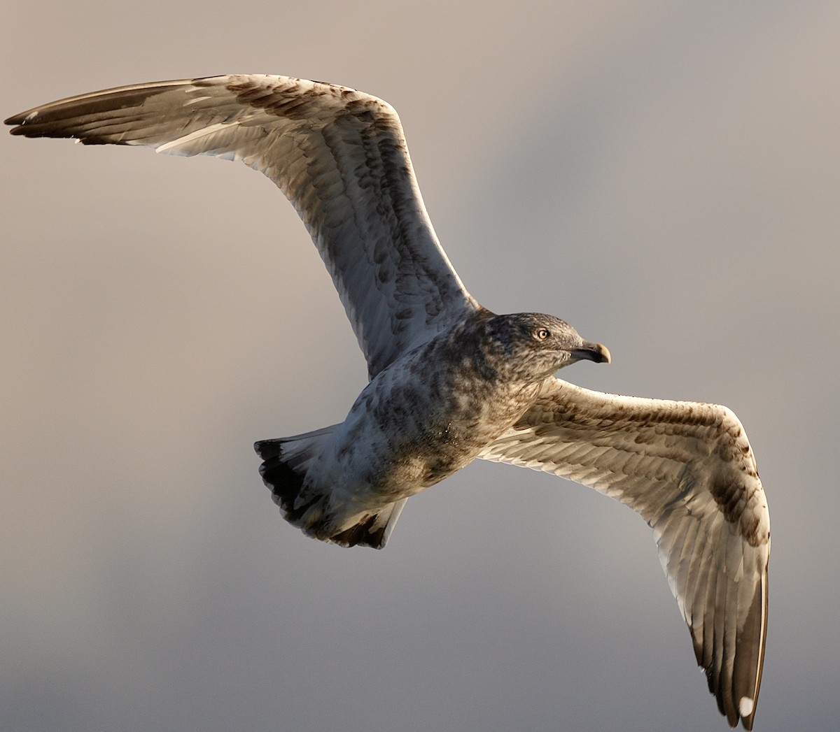 American Herring Gull - ML646953026