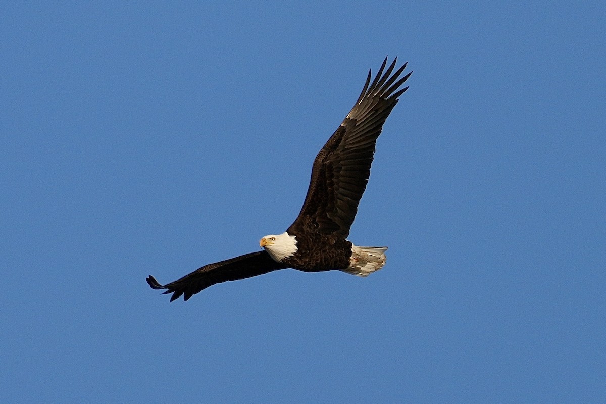 Bald Eagle - ML646953027