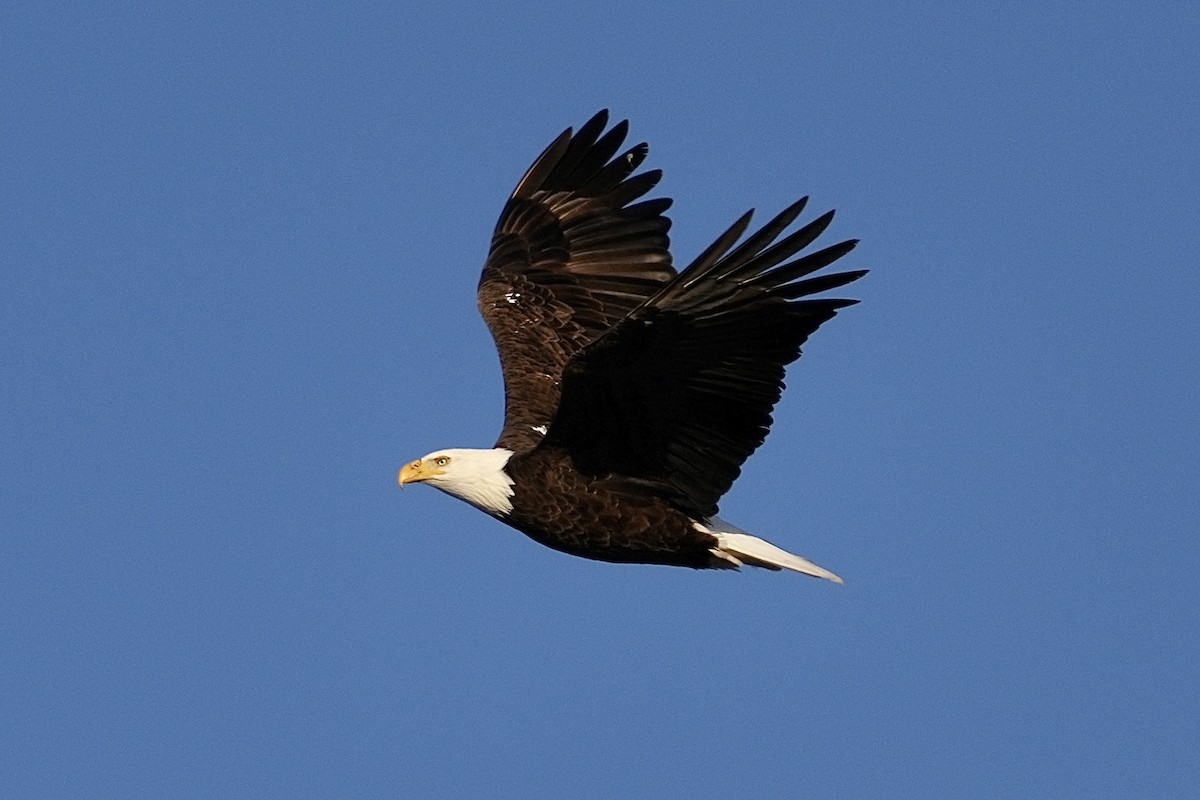 Bald Eagle - ML646953028