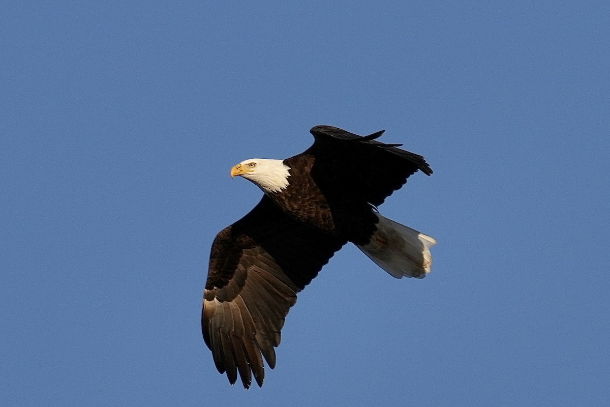 Bald Eagle - ML646953029