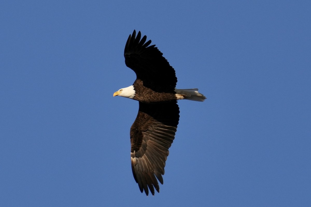 Bald Eagle - ML646953030
