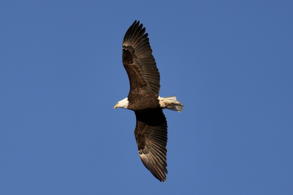 Bald Eagle - ML646953031