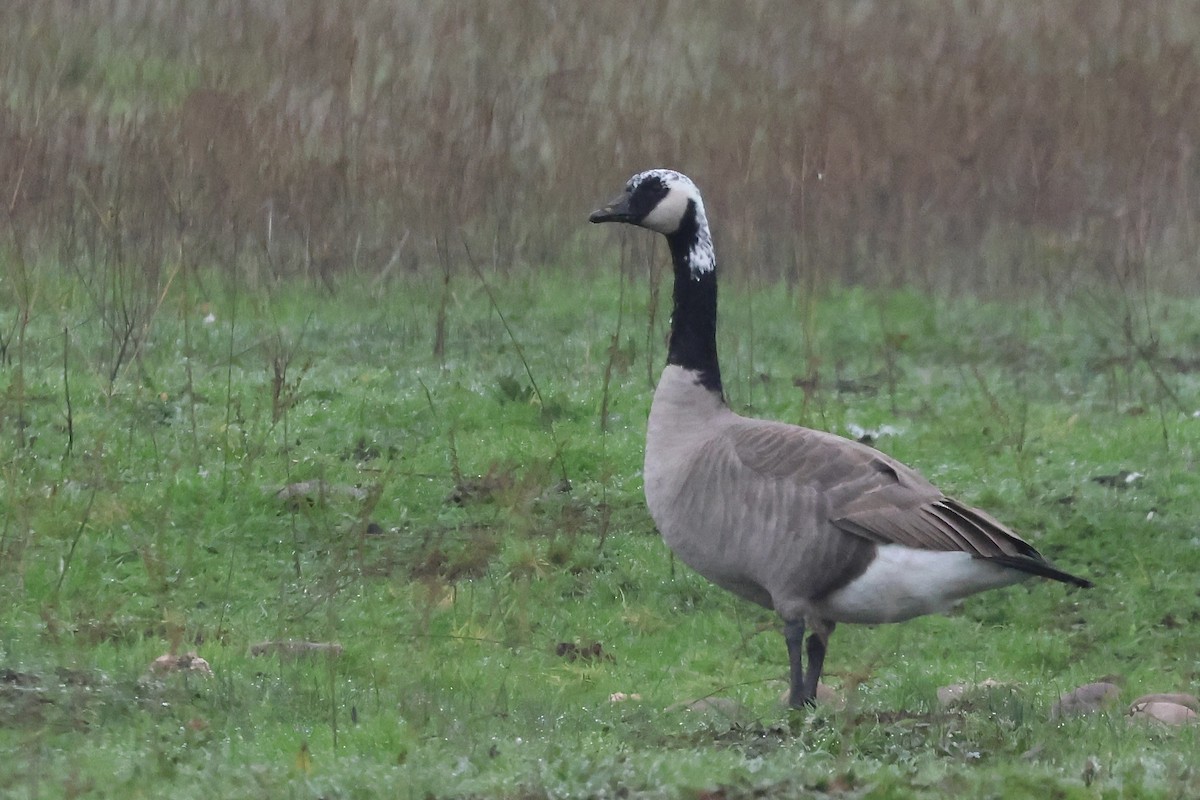 Canada Goose - ML646953032