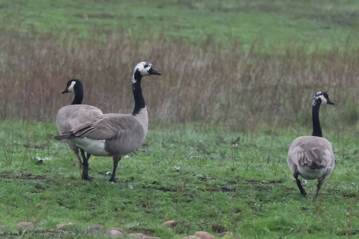 Canada Goose - ML646953033