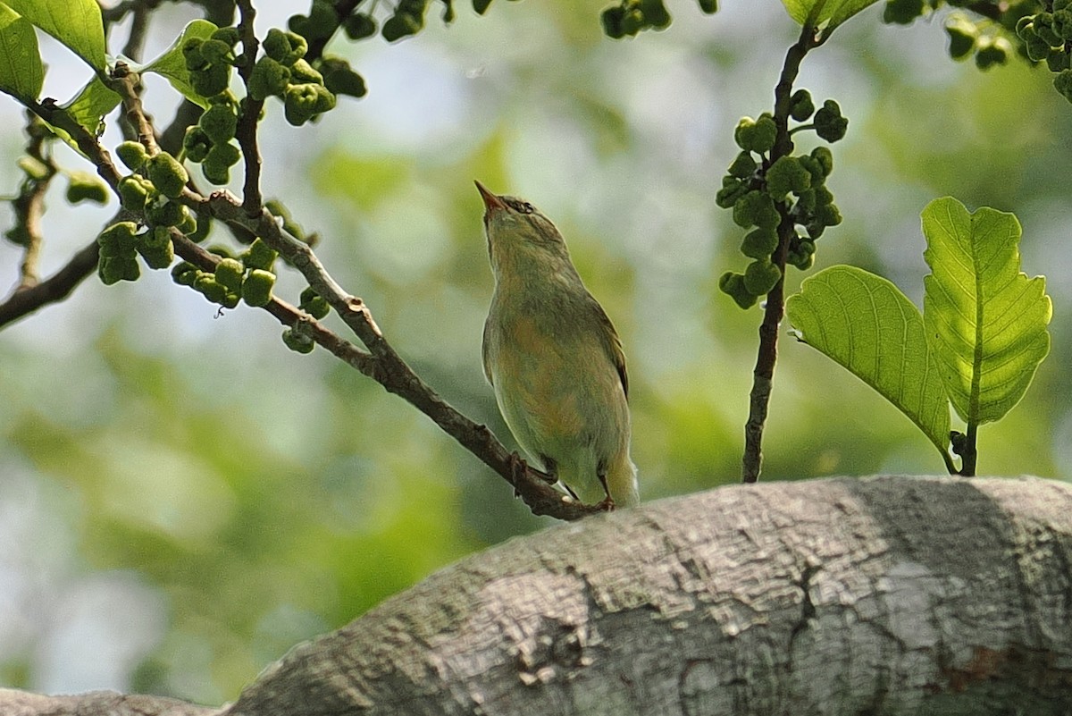 Lemon-bellied Crombec - ML646953034