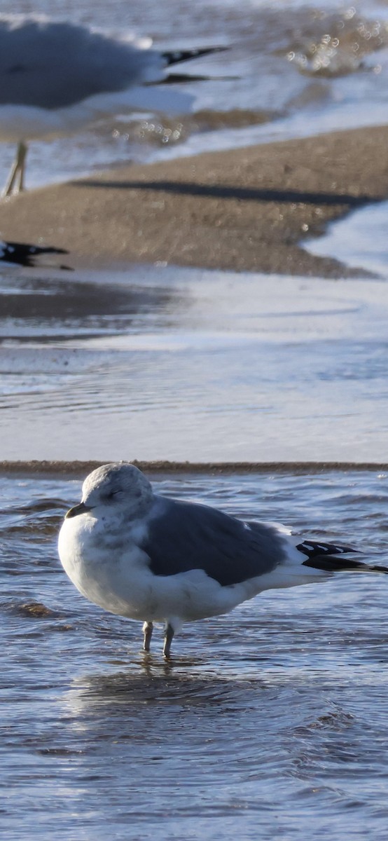 Short-billed Gull - ML646953035