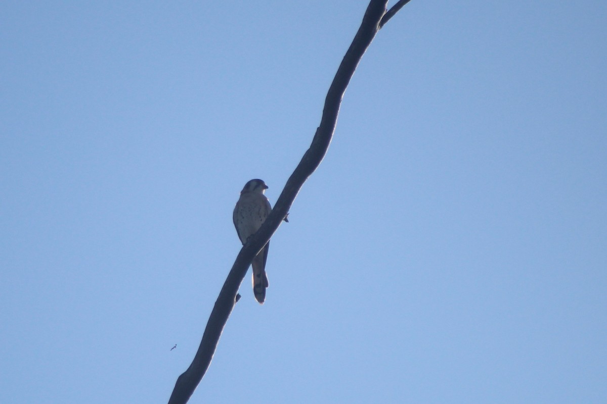 American Kestrel - ML646953036