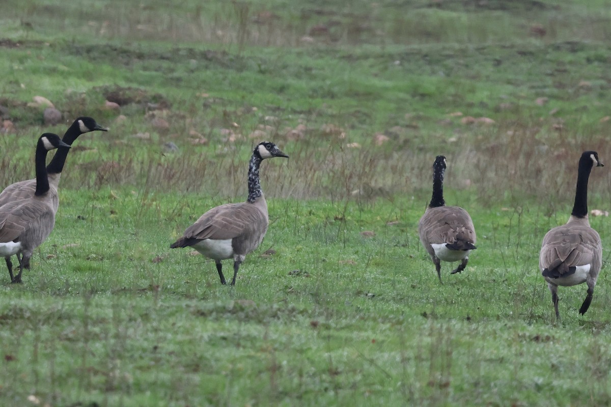 Canada Goose - ML646953037
