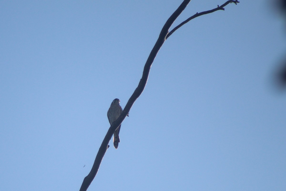American Kestrel - ML646953038
