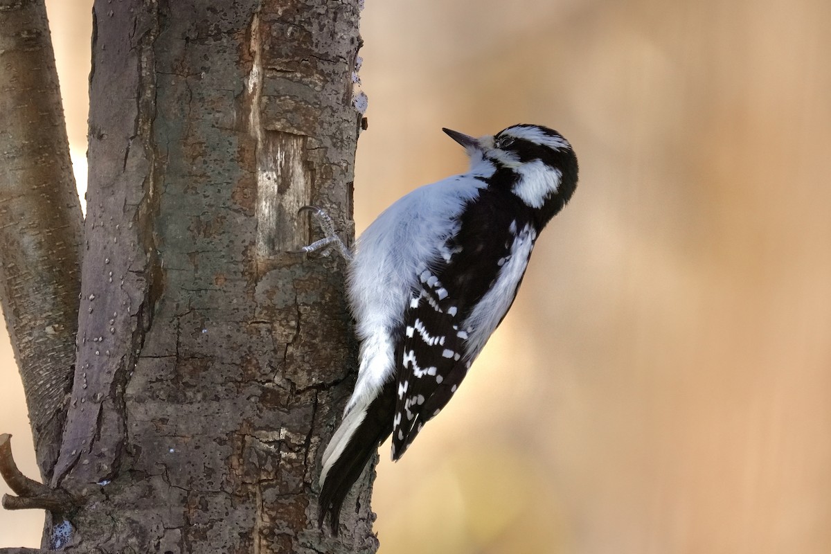 Downy Woodpecker - ML646953040