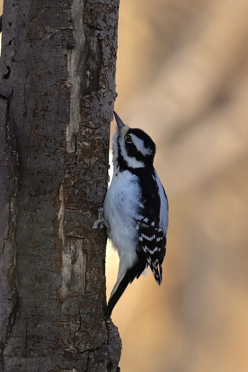 Downy Woodpecker - ML646953041