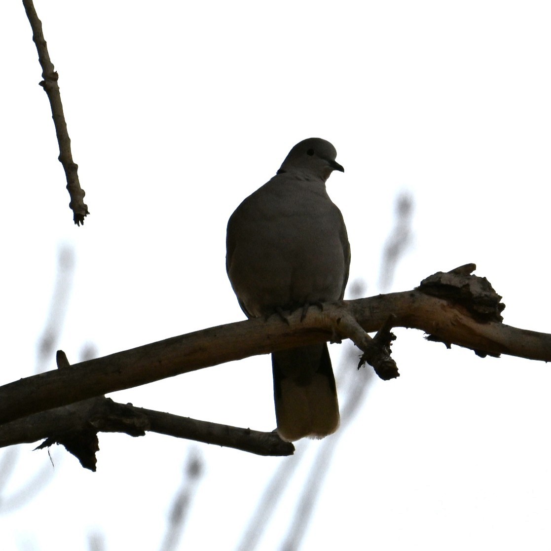 Eurasian Collared-Dove - ML646953043