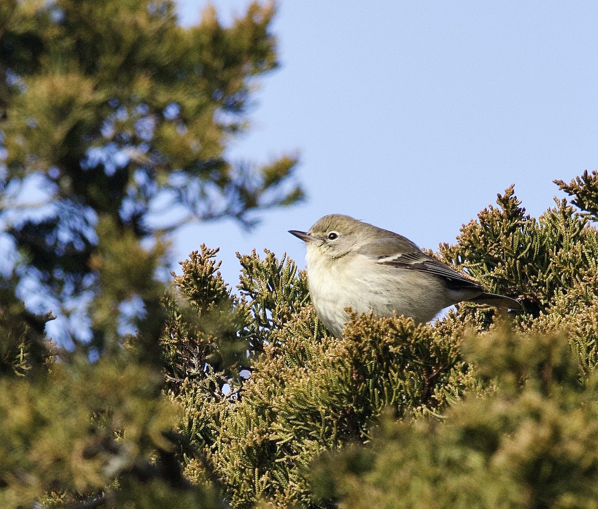 Pine Warbler - ML646953045