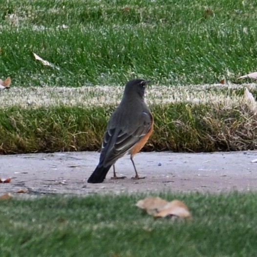 American Robin - ML646953046