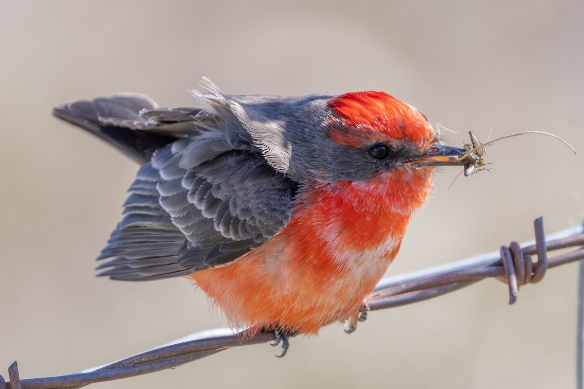 Красный мухолов - ML646953047