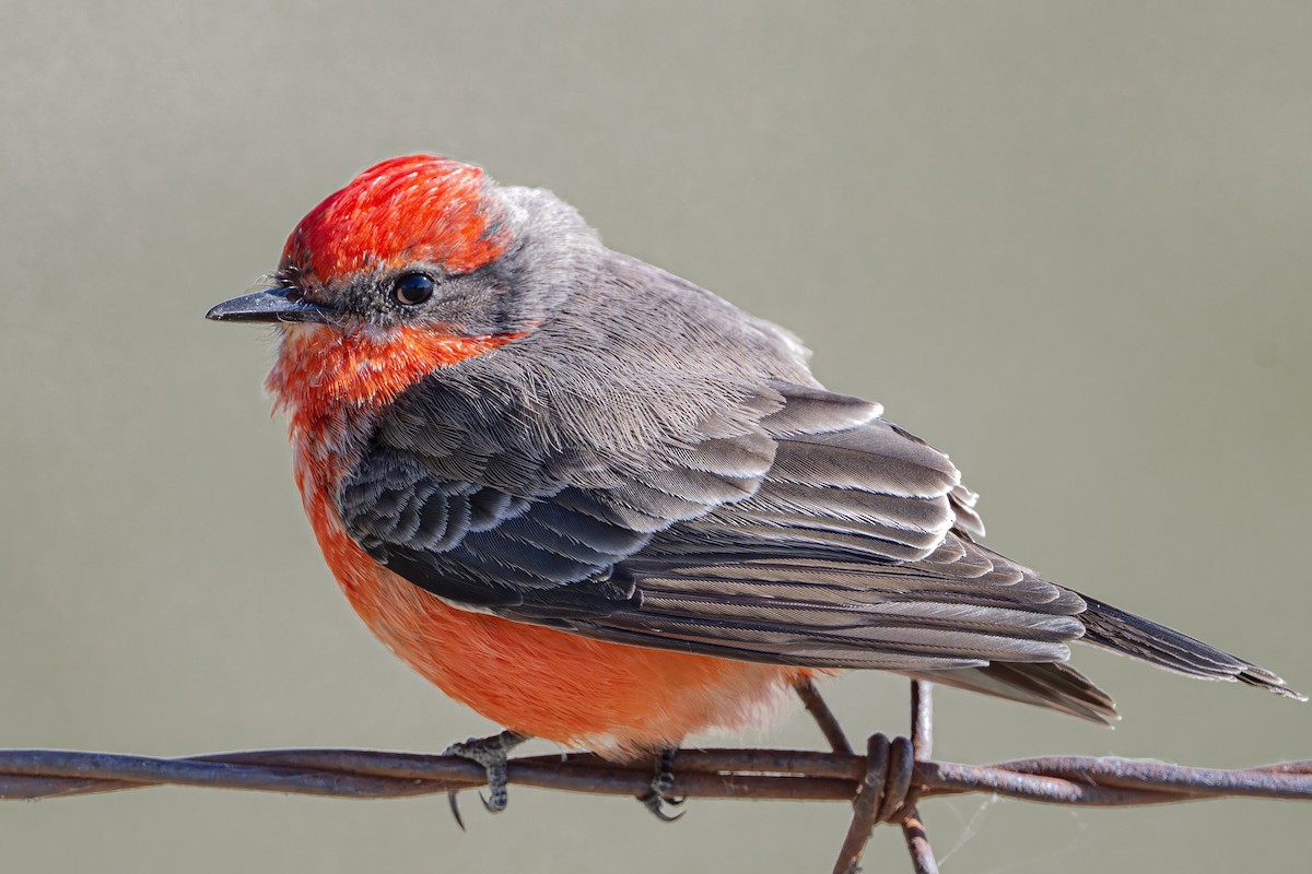 Красный мухолов - ML646953048