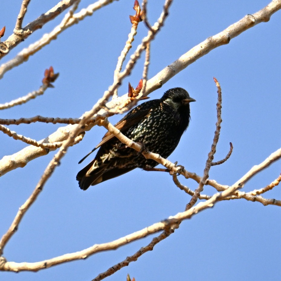 European Starling - ML646953049