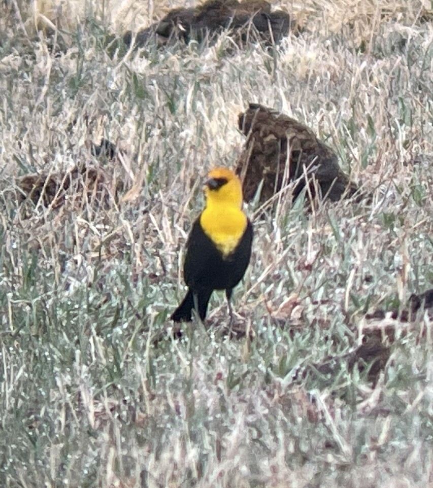 キガシラムクドリモドキ - ML646953050