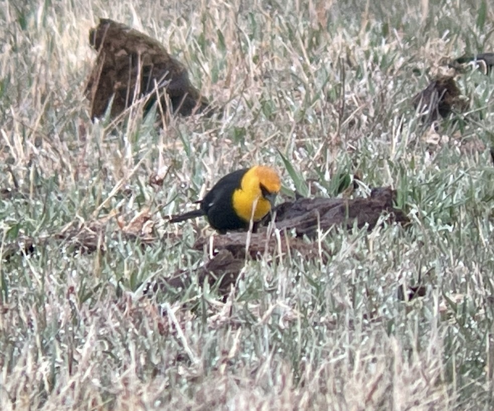 キガシラムクドリモドキ - ML646953051