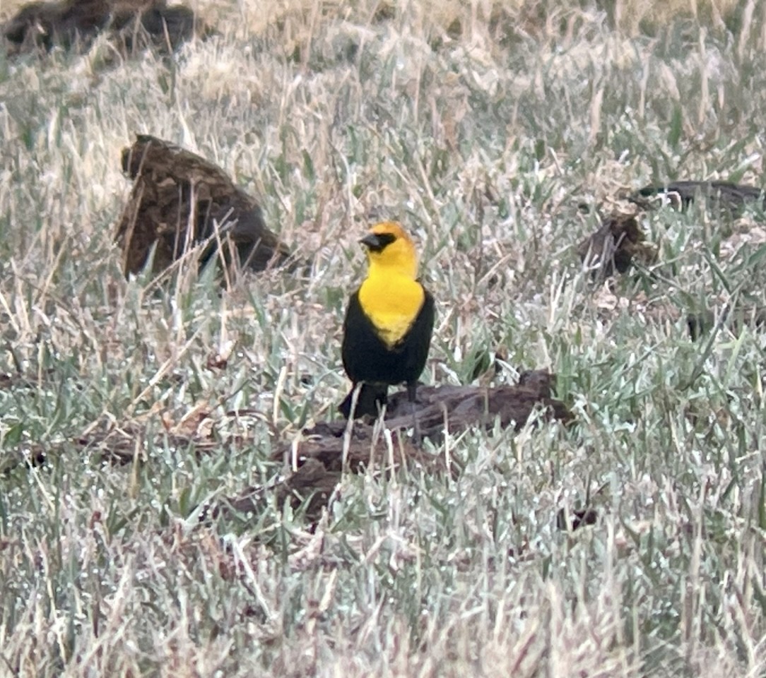 キガシラムクドリモドキ - ML646953052