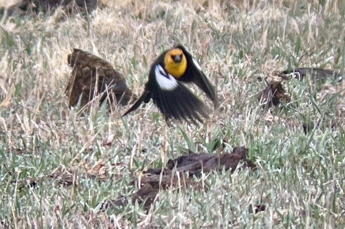 キガシラムクドリモドキ - ML646953053