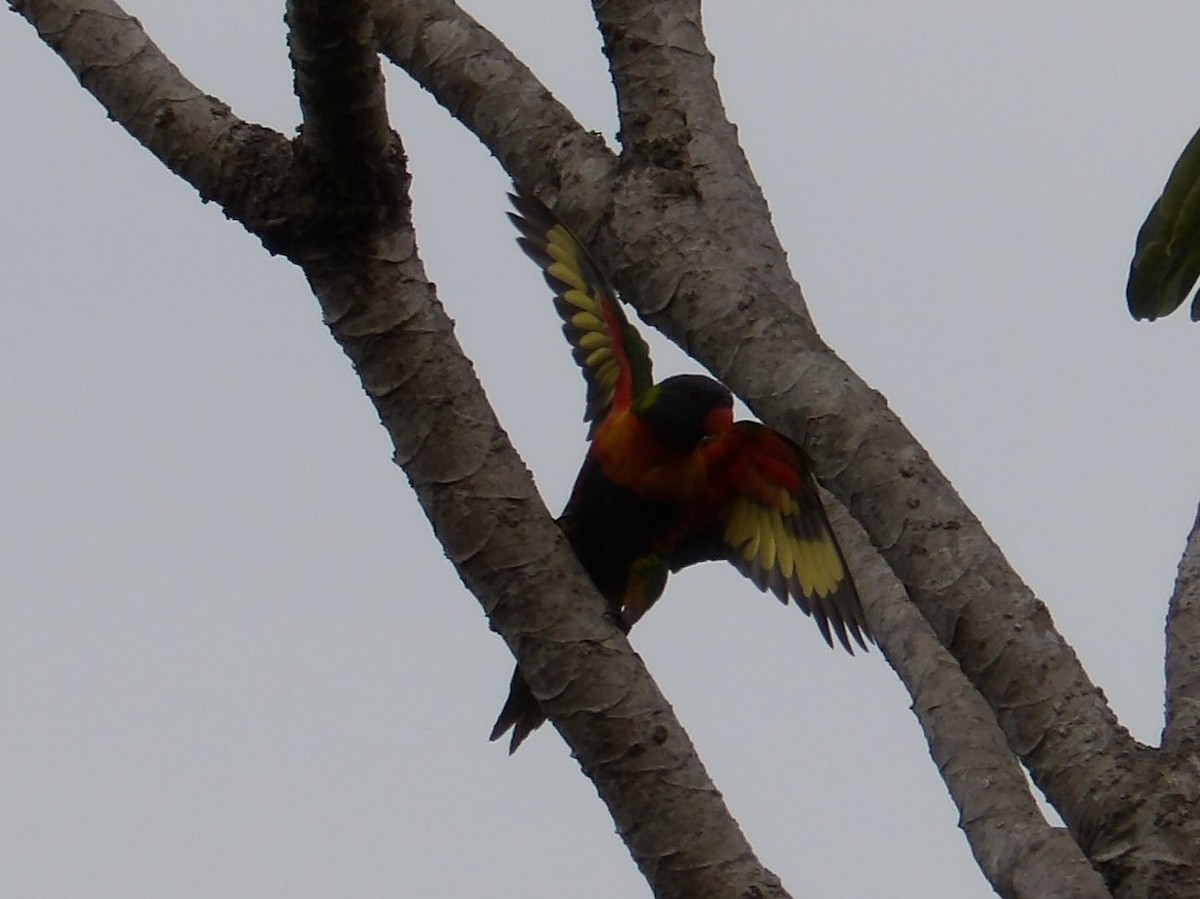 彩虹吸蜜鸚鵡 - ML646953054