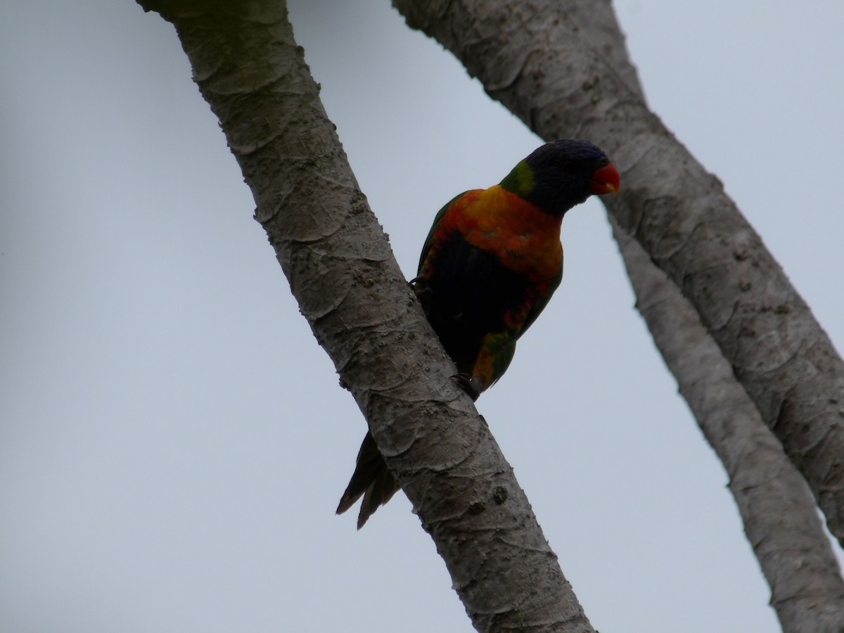 彩虹吸蜜鸚鵡 - ML646953055