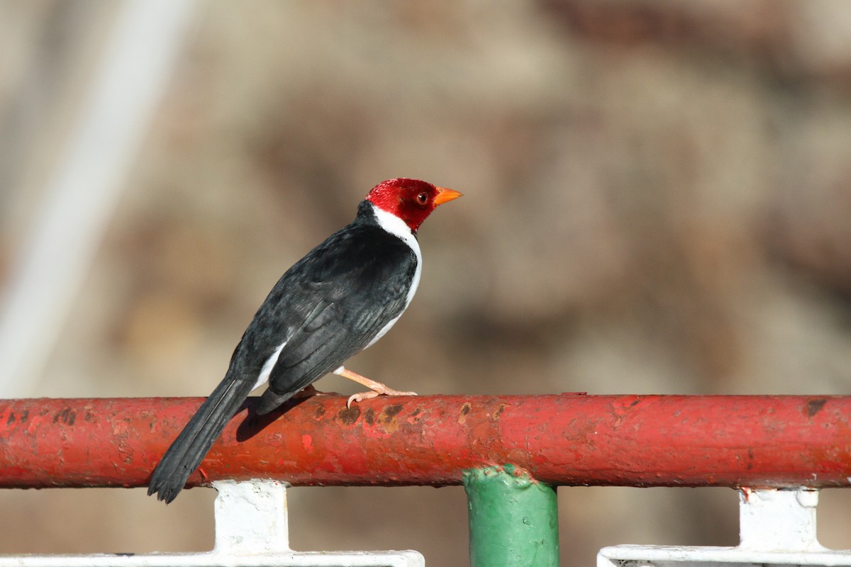 Yellow-billed Cardinal - ML646953056
