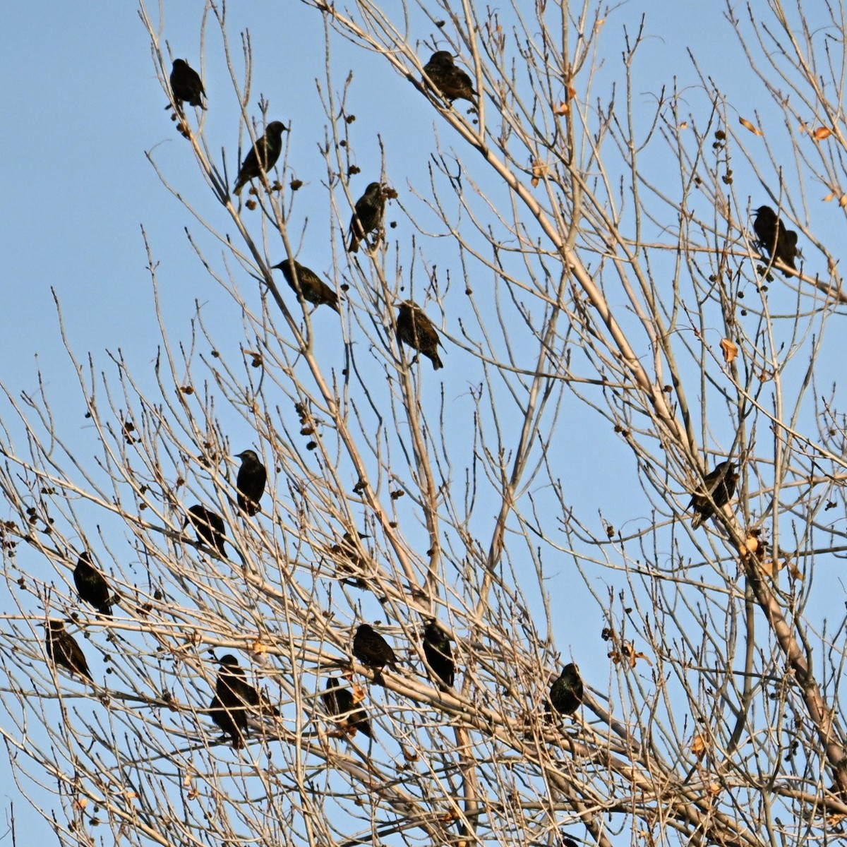 European Starling - ML646953057