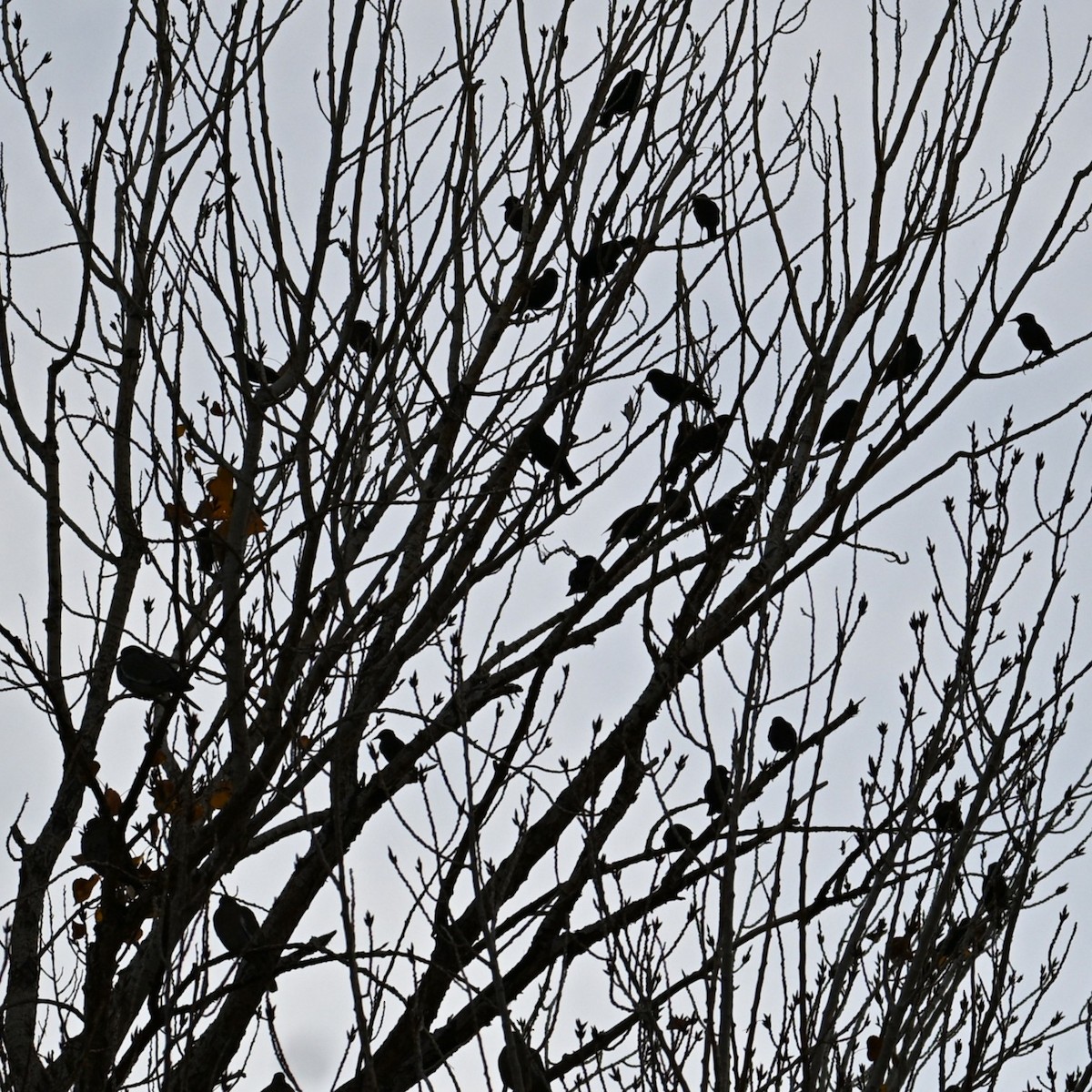 European Starling - ML646953058