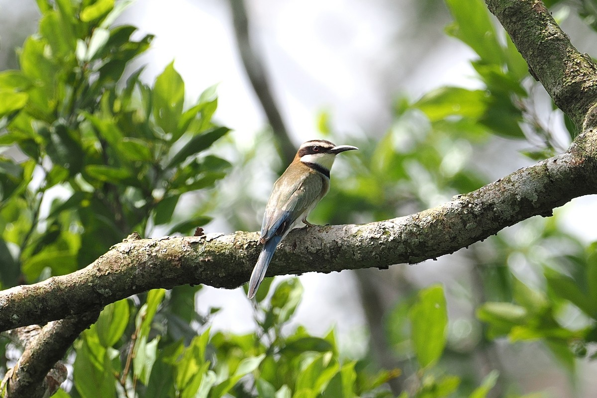 Бджолоїдка білогорла - ML646953059