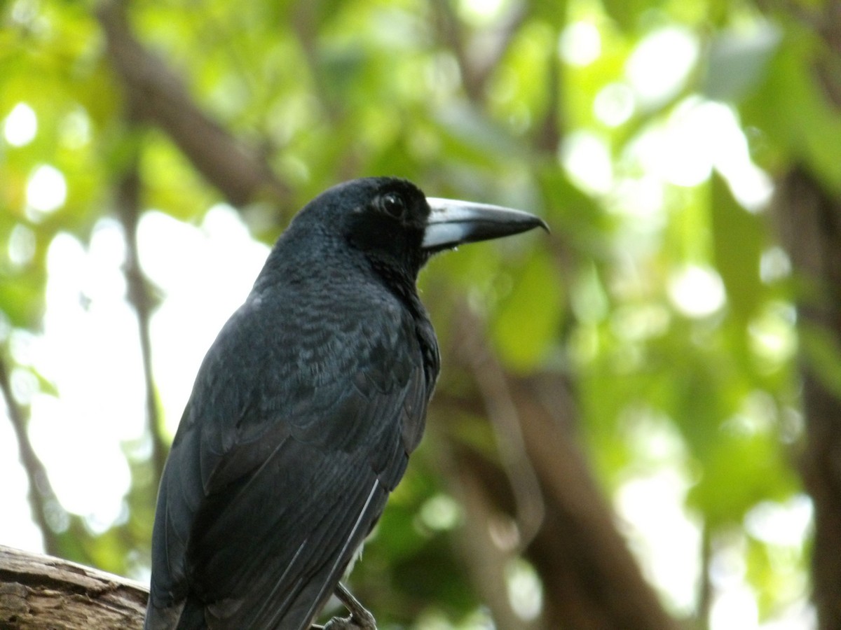 Black Butcherbird - ML646953060