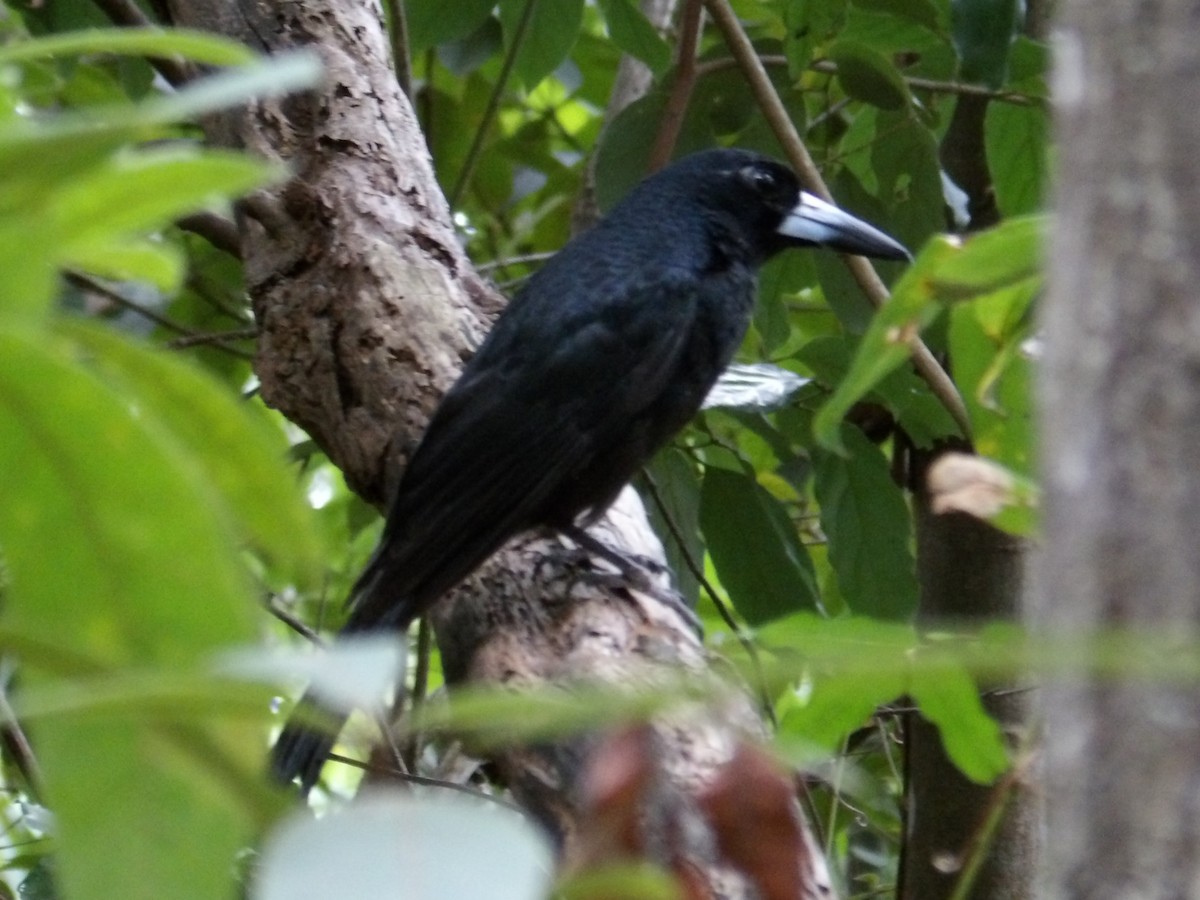 Black Butcherbird - ML646953061