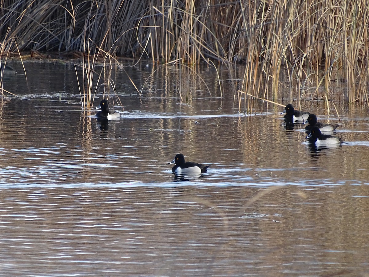 Halkalı Patka - ML646953062