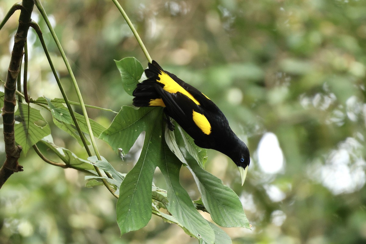 Gelbbürzelkassike - ML646953063