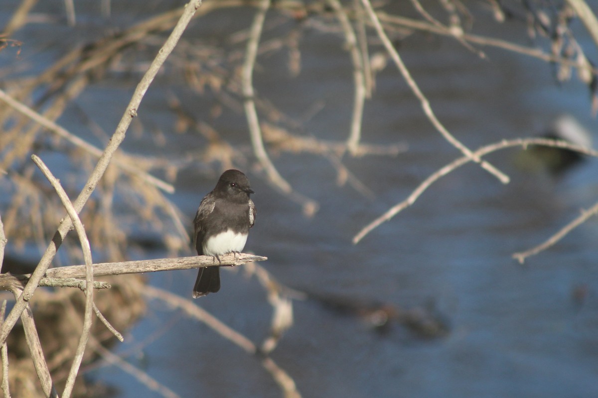 Black Phoebe - ML646953064