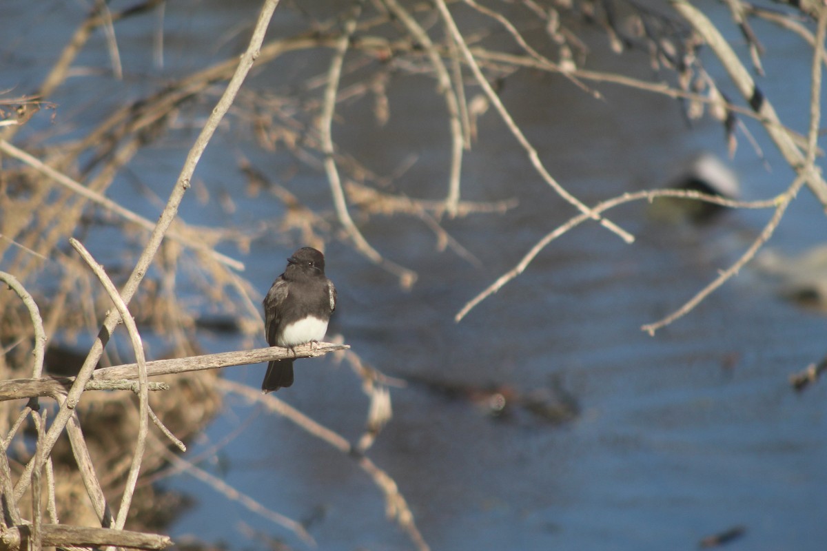 Black Phoebe - ML646953065