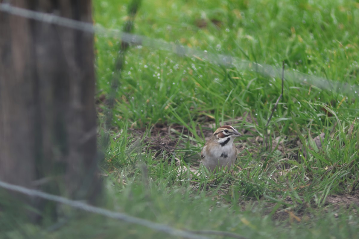 Lark Sparrow - ML646953067