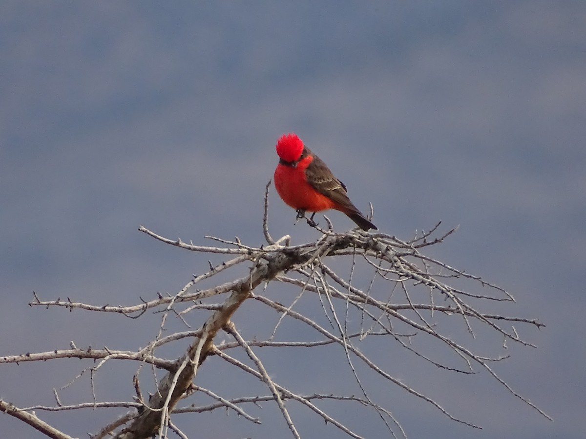 Ateş Renkli Sinekkapan - ML646953071