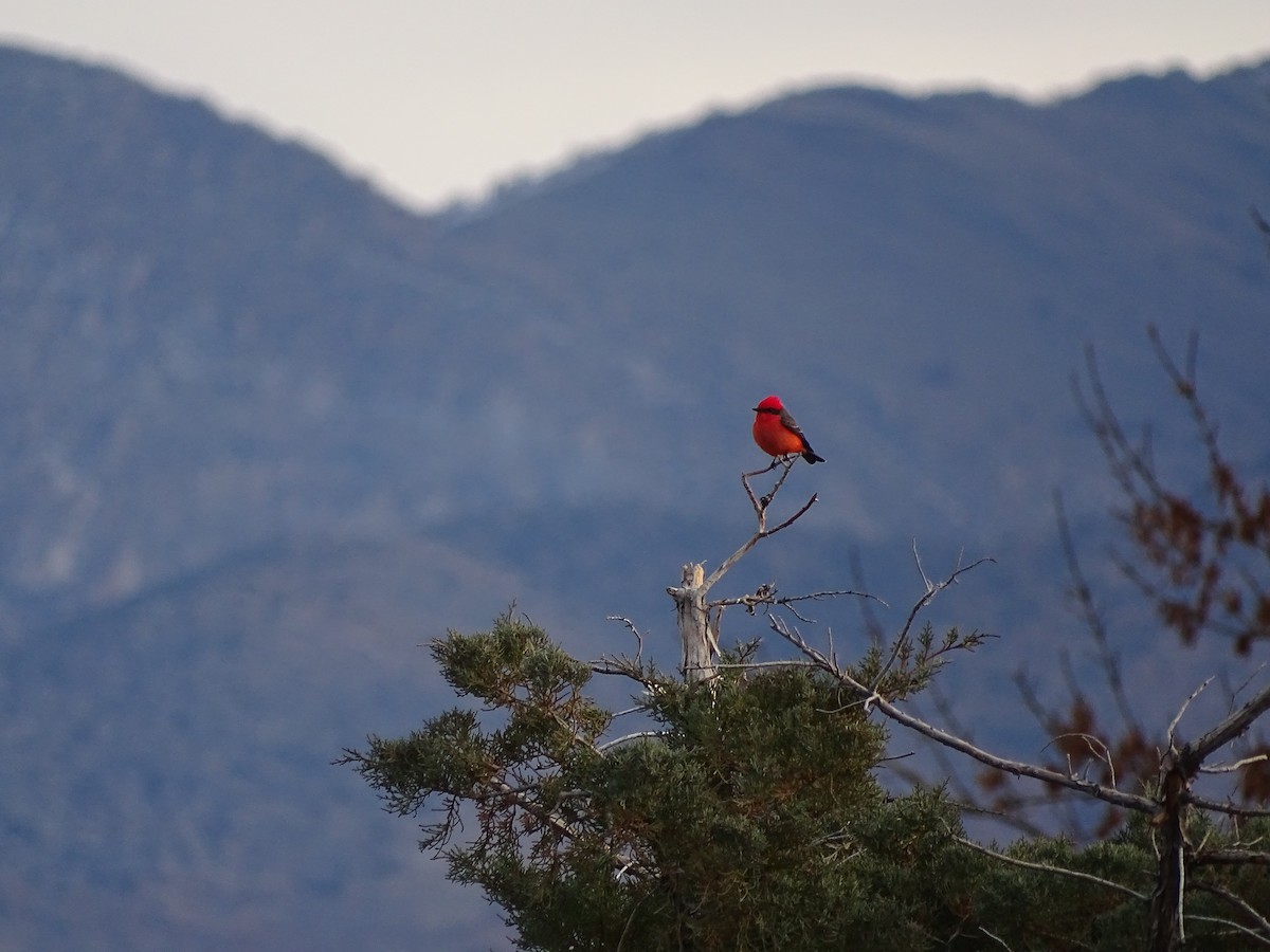 Ateş Renkli Sinekkapan - ML646953072